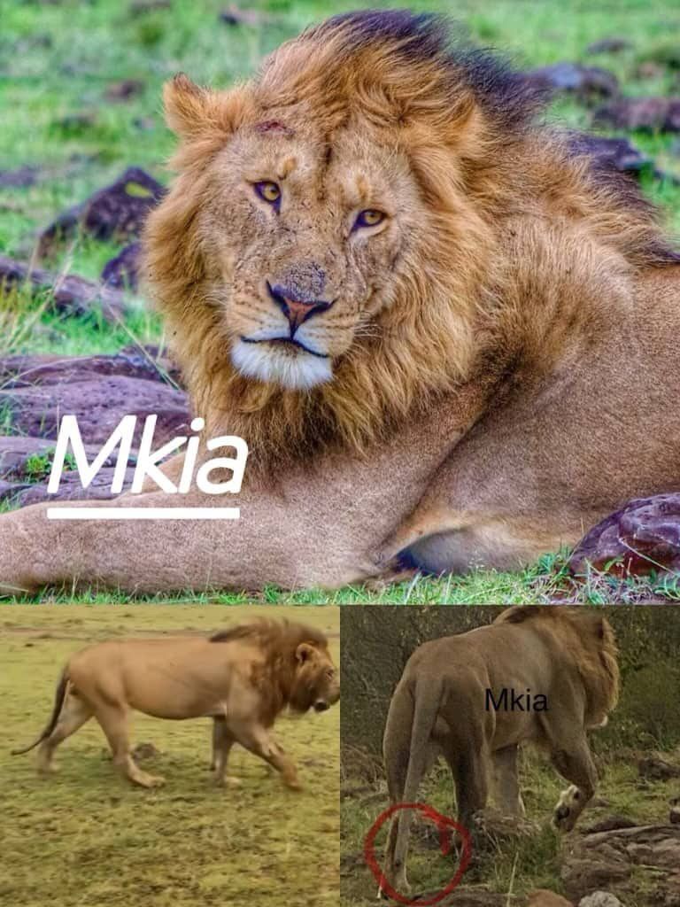Acacia Boys – Offbeat & Ol Dikdik Pride territories, Mara North Male Lions